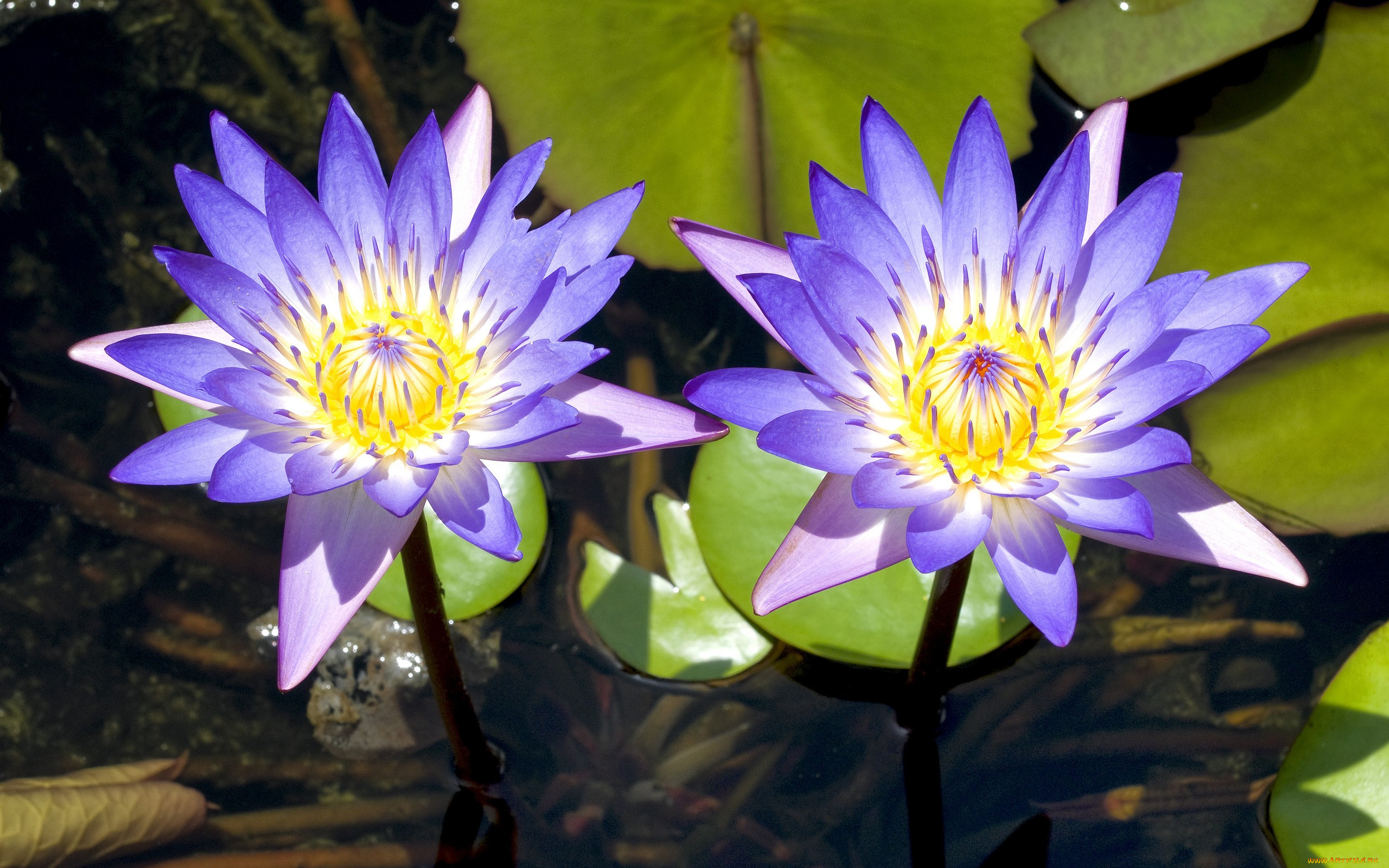 Nymphaea caerulea